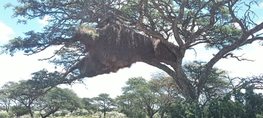 10 Bedroom Property for Sale in Boshof Free State